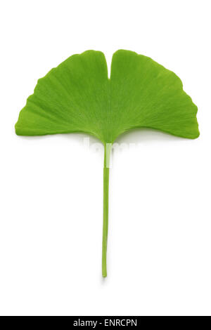 ginkgo biloba leaf isolated on white background Stock Photo