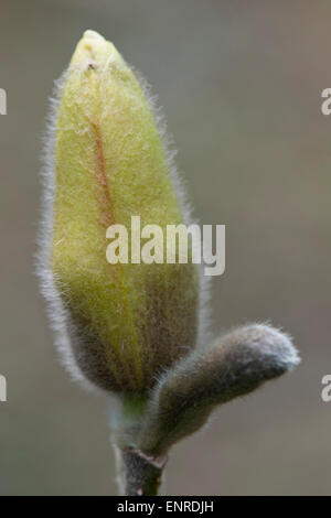 Magnolia bud in spring Stock Photo - Alamy