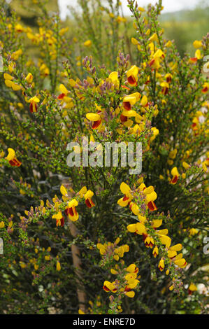 Cytisus scoparius f.andreanus. Common Broom. Stock Photo