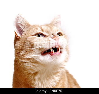 Ginger cat Stock Photo