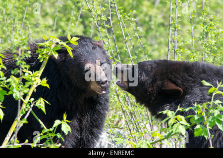 A pair of American Black bears playing.