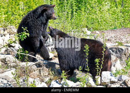 A pair of American Black bears playing.