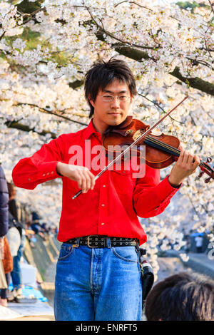 Japanese young man in red shirt and blue jeans standing under backlit springtime cherry blossoms playing the violin while facing the viewer. Japan. Stock Photo