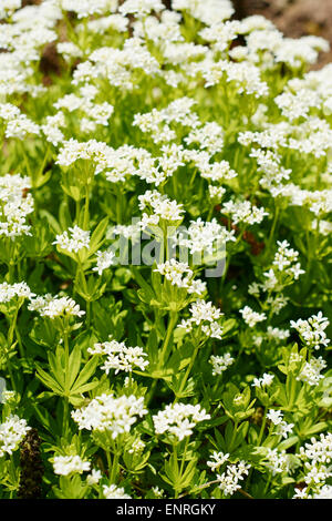 Sweetscented bedstraw flowering Stock Photo