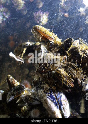 Shells underwater Stock Photo