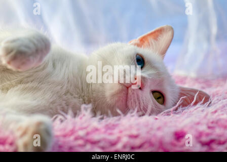 White cat against a pink and blue background. Cat has different coloured eyes, a condition known as heterochromia Stock Photo