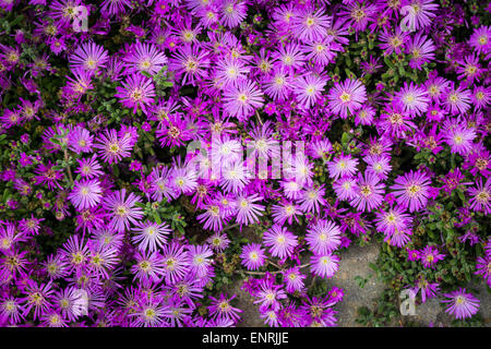 Lampranthus Spectabilis or trailing ice plant in flower. Stock Photo