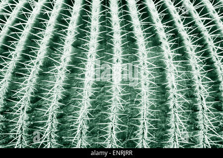 Close up of spines on Echinocactus grusonii, Barrel cactus. Stock Photo