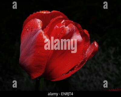 Raindrops on a tulip bulb Stock Photo