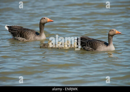 Male and Female  Greylag Geese-Anser anser with young swimming. Spring. Uk Stock Photo