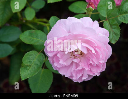 Rosa 'Mary Rose' Stock Photo