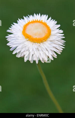 Strawflower - Helichrysum bracteatum Stock Photo