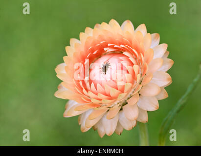 Strawflower - Helichrysum bracteatum Stock Photo