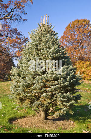 ABIES LASIOCARPA VAR. ARIZONICA 'COMPACTA' Stock Photo