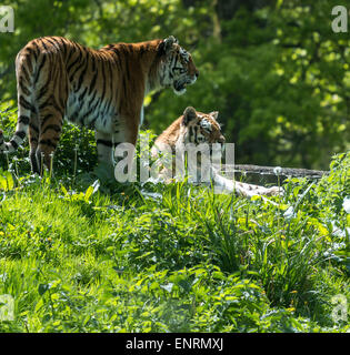 Longleat safari park, Longleat, Wiltshire, UK. 10th May, 2015. Taking a look at some of the most vulnerable to the Critically Endangered animals-Amur Tiger: status Endangered. as few as 3,200 tigers remain in the wild today Stock Photo