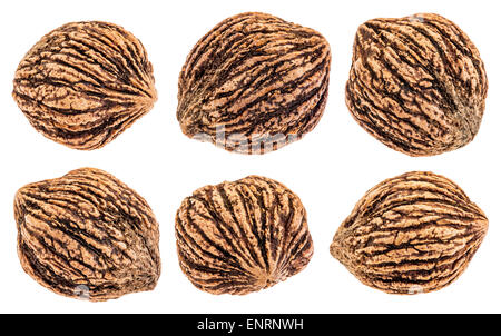 set of six organic black walnuts in shells isolated with clipping paths on white Stock Photo