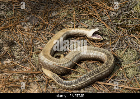 heterodon platirhinos, black phase, playing dead, cumberla…