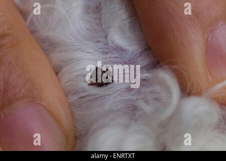 American dog tick (Dermacentor variabilis) attached on back of furry dog - USA Stock Photo