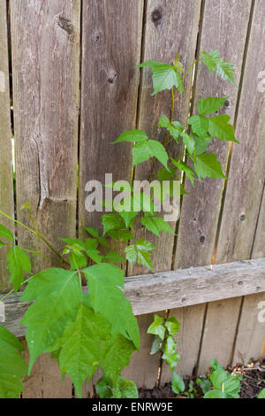 Poison Ivy (Toxicodendron radicans) growing on fence - Maryland USA Stock Photo