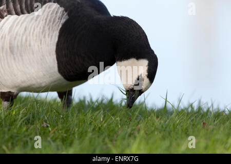Barnacle Goose (Branta leucopsis). Relatively short bill enables this species to crop short grasses more efficiently. Stock Photo