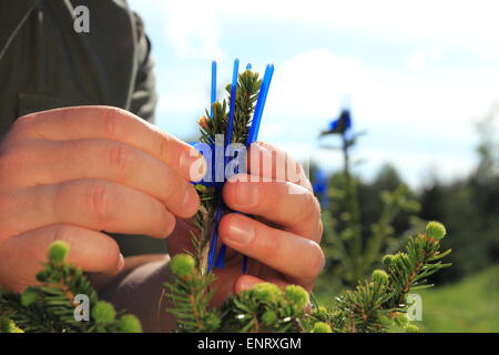 A Forester attaching aTree shelter Closeup Stock Photo