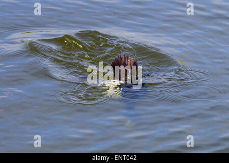 Tufted Duck Aythya fuligula male diving showing head underwater Stock Photo