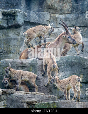 Alpine ibexes Stock Photo