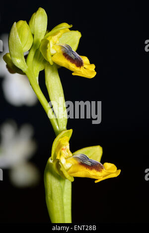 Yellow Bee Orchid - Ophrys lutea with two flowers Stock Photo