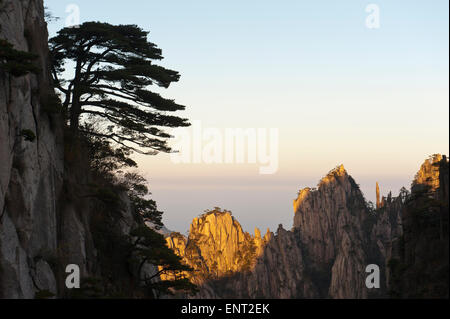 Bizarre towering rocks and mountains covered with scattered trees, Huangshan Pines (Pinus hwangshanensis), in the evening light Stock Photo