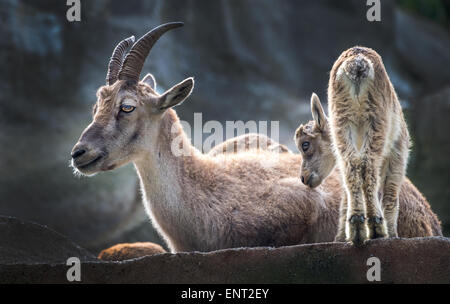 Alpine ibex with young Stock Photo