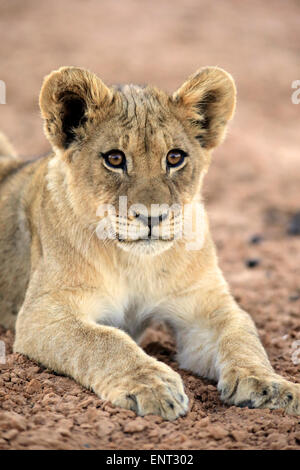 Lion (Panthera leo), cub, four months, Tswalu Game Reserve, Kalahari Desert, South Africa Stock Photo