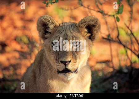 Lion (Panthera leo), cub, four months, Tswalu Game Reserve, Kalahari Desert, South Africa Stock Photo