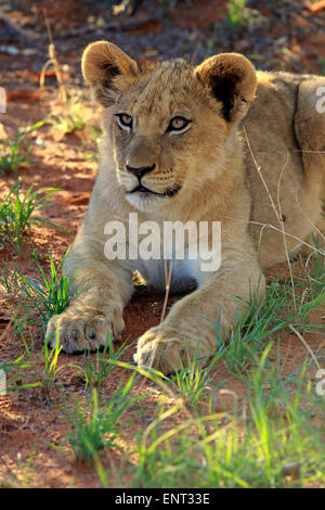 Lion (Panthera leo), cub, four months, Tswalu Game Reserve, Kalahari Desert, South Africa Stock Photo