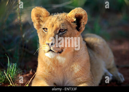 Lion (Panthera leo), cub, four months, Tswalu Game Reserve, Kalahari Desert, South Africa Stock Photo