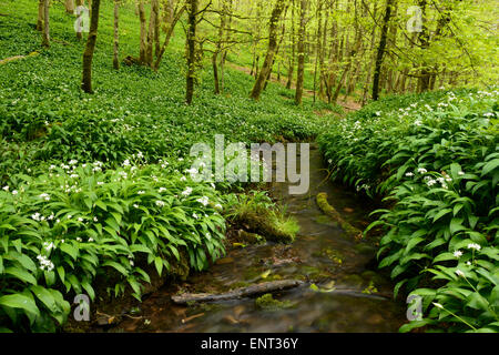 Ramsons growing around a stream that runs through Long Wood in Cheddar, Somerset. Stock Photo