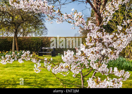 Cherry tree in flower in the Spring Garden at the Bowood Estate in Wiltshire. Stock Photo