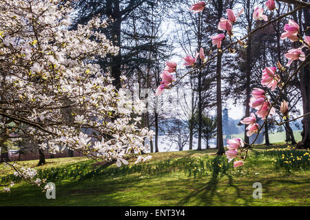 View through magnolia trees to the lake at Bowood House in Wiltshire. Stock Photo