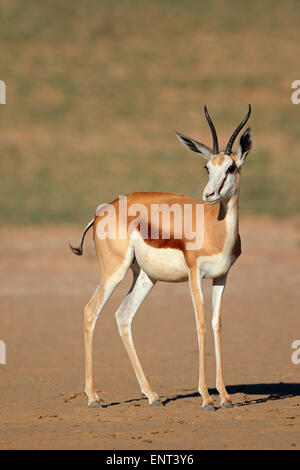 A female springbok antelope (Antidorcas marsupialis), Kalahari desert, South Africa Stock Photo