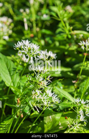 Flowering Ramsons on the summer meadow Stock Photo