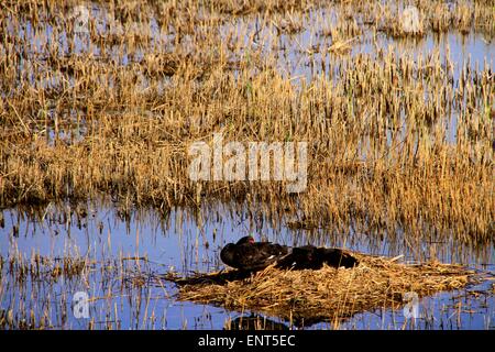 Zhangye, China's Gansu Province. 11th May, 2015. Black swans hatch at Zhangye national wetland park in Zhangye, northwest China's Gansu Province, May 11, 2015. © Chen Li/Xinhua/Alamy Live News Stock Photo