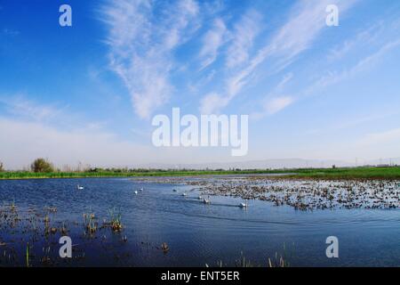 Zhangye, China's Gansu Province. 11th May, 2015. Swans swim on a lake at Zhangye national wetland park in Zhangye, northwest China's Gansu Province, May 11, 2015. © Chen Li/Xinhua/Alamy Live News Stock Photo