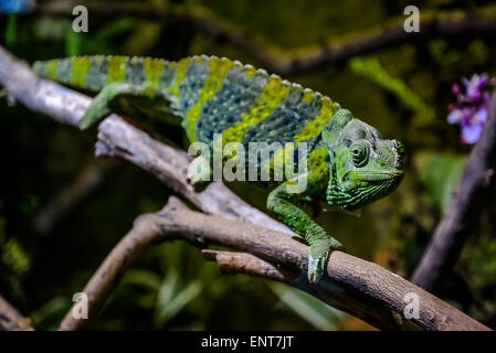 Meller's chameleon Stock Photo