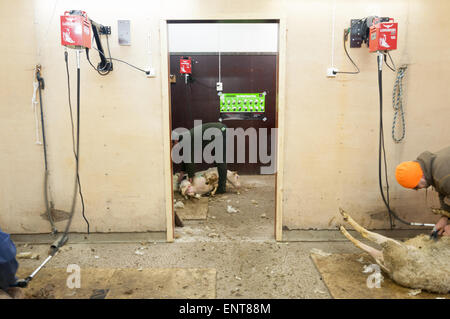 Finnish sheep shearers Stock Photo