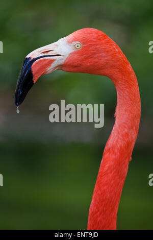 American, or Caribbean or Cuban or Greater Flamingo (Phoenicopterus ruber ruber). Portrait. Stock Photo