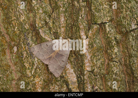 Lunar Double-stripe, Brown Underwing, Braunes Ordensband, Minucia lunaris, Pseudophia lunaris, Eulenfalter, Noctuidae Stock Photo