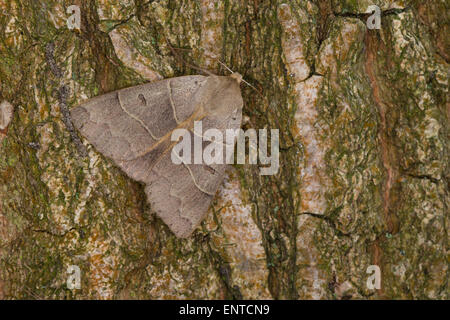 Lunar Double-stripe, Brown Underwing, Braunes Ordensband, Minucia lunaris, Pseudophia lunaris, Eulenfalter, Noctuidae Stock Photo