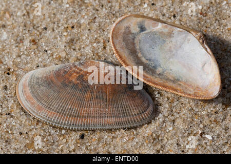 Banded wedge clam, Banded Donax, banded wedge-shell, Sägezähnchen, Sägemuschel, Muschelschale, Donax vittatus, Cuneus vittatus Stock Photo