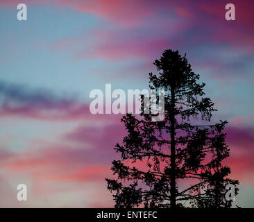 Silhouette trees - Colourful clouds behind a tree at sunset, UK Stock Photo