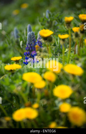 Carpet of Lupin spring flowers and Dandelion flowers growing wild in the countryside in the spring season, UK Stock Photo