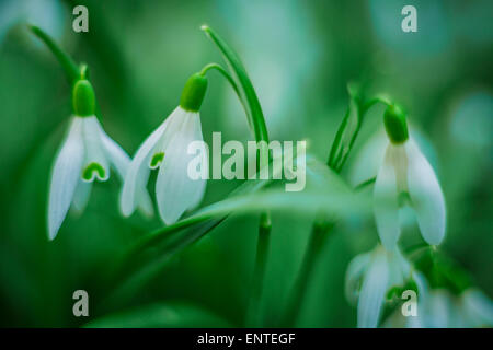 Snowdrops Stock Photo